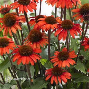 Echinacea SunSeekers® Orange
