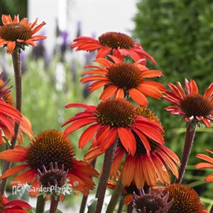 Echinacea SunSeekers® Orange