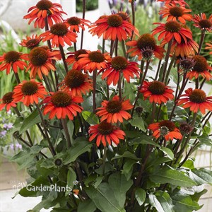 Echinacea SunSeekers® Orange
