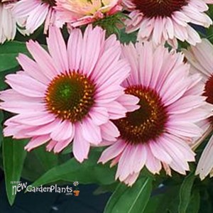 Echinacea SunSeekers Salmon Coneflower