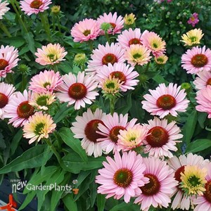 Echinacea SunSeekers Salmon Coneflower