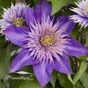 Multi-Blue Clematis 'Multi-blue'