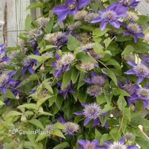 Multi-Blue Clematis 'Multi-blue'