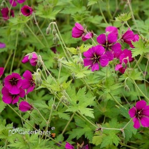 Geraniuum 'Ann Folkard'