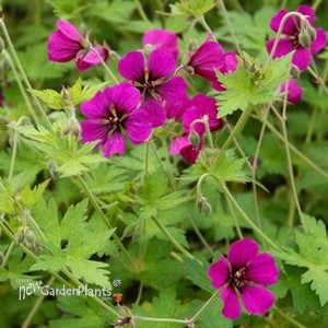 Geraniuum 'Ann Folkard'