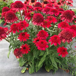 Echinacea SUNNY DAYS ‘Ruby’