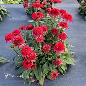 Echinacea SUNNY DAYS ‘Ruby’