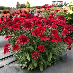 Echinacea SUNNY DAYS ‘Ruby’