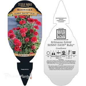 Echinacea SUNNY DAYS ‘Ruby’