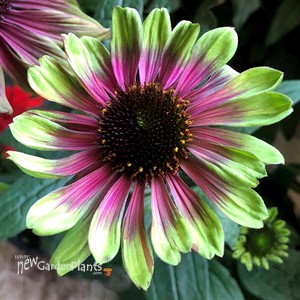 Echinacea ‘Sweet Sandia’