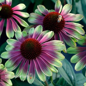 Echinacea ‘Sweet Sandia’