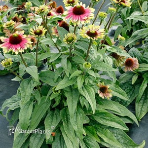Echinacea ‘Sweet Sandia’