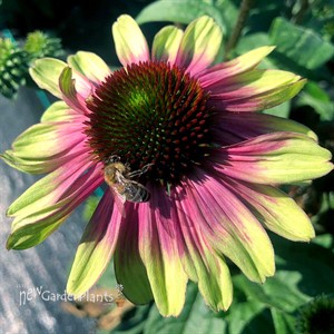 Echinacea ‘Sweet Sandia’