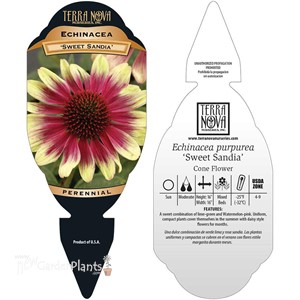 Echinacea ‘Sweet Sandia’