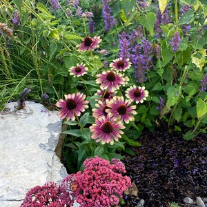 Echinacea ‘Sweet Sandia’