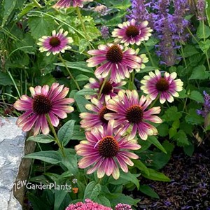 Echinacea ‘Sweet Sandia’