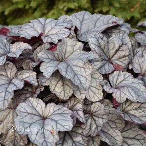 Heuchera 'Frosted Berry'  DOLCE series