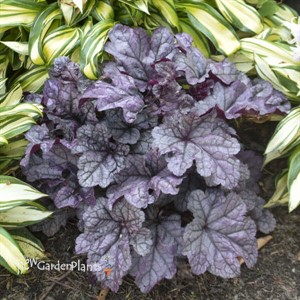 Heuchera 'Frosted Berry'  DOLCE series