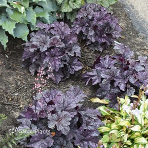 Heuchera 'Frosted Berry'  DOLCE series