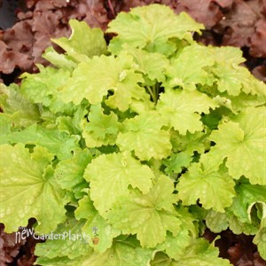 Heuchera 'Ball Gown' DRESSED UP Series