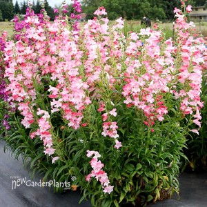 Penstemon ‘Flock of Flamingos’