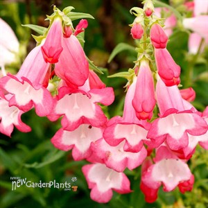 Penstemon ‘Flock of Flamingos’