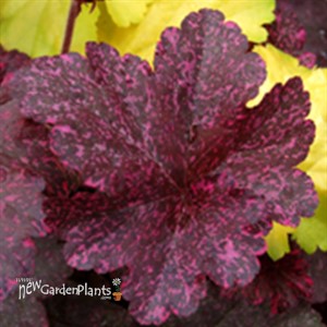 'Midnight Rose' Coral Bells