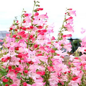 Penstemon ‘Flock of Flamingos’