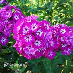 Phlox 'Modern Art'