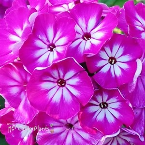 Phlox 'Modern Art'