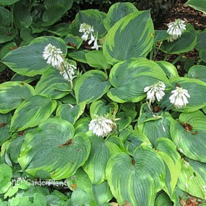 Hosta 'Alvatine Taylor'
