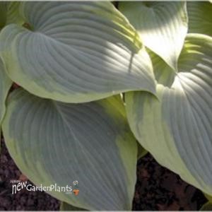 Hosta 'Alvatine Taylor'