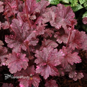 'Midnight Rose' Coral Bells