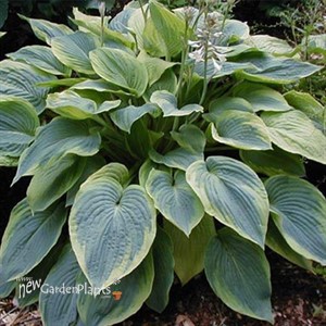 Hosta 'Alvatine Taylor'