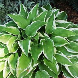 Hosta 'Antioch'