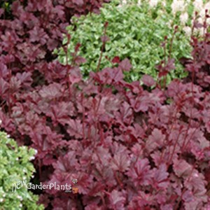 'Midnight Rose' Coral Bells