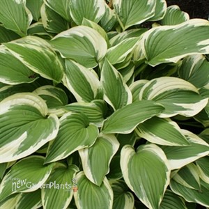 Hosta 'Antioch'