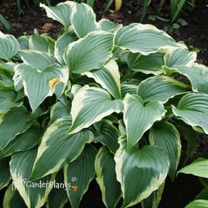 Hosta 'Antioch'