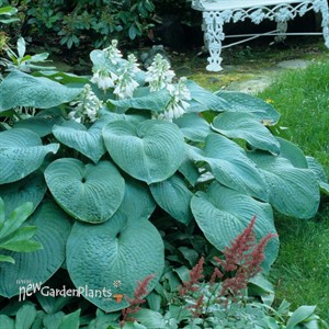 Hosta 'Bressingham Blue'
