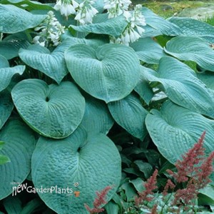 Hosta 'Bressingham Blue'