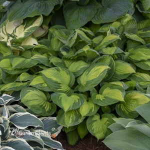 Hosta 'Captain Kirk'