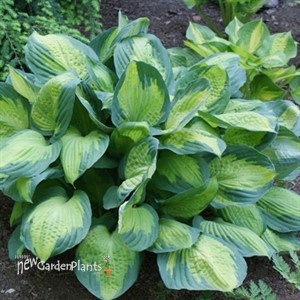 Hosta 'Captain Kirk'
