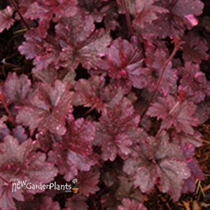 'Midnight Rose' Coral Bells