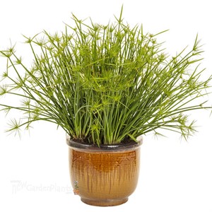 Graceful Grasses Queen Tut Dwarf Papyrus Cyperus prolifer