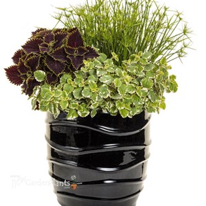 Graceful Grasses Queen Tut Dwarf Papyrus Cyperus prolifer