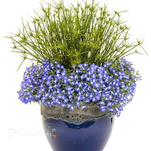 Graceful Grasses Queen Tut Dwarf Papyrus Cyperus prolifer