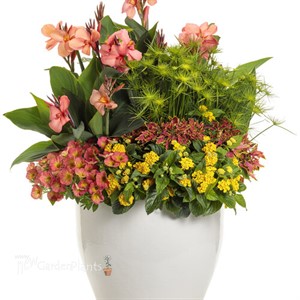 Graceful Grasses Queen Tut Dwarf Papyrus Cyperus prolifer