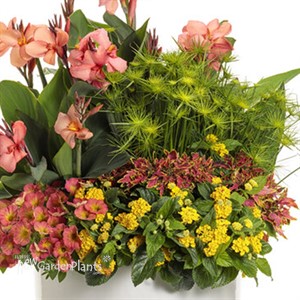 Graceful Grasses Queen Tut Dwarf Papyrus Cyperus prolifer