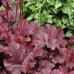 'Midnight Rose' Coral Bells