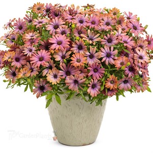 Bright Lights Horizon Sunset African Daisy Osteospermum hybrid